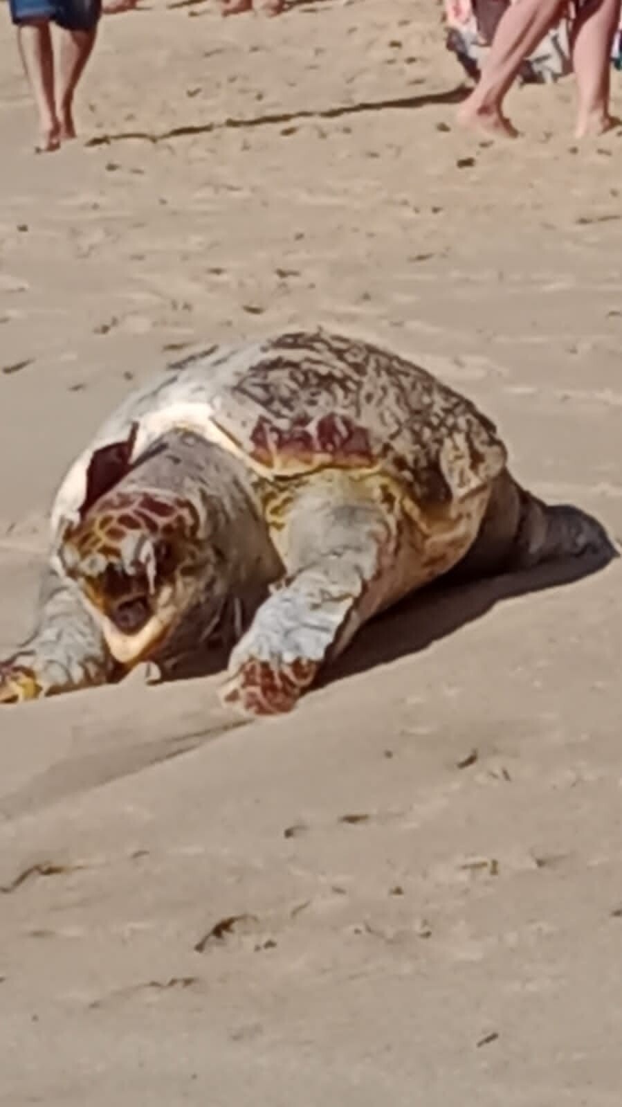 Prefeitura de Búzios aciona CTA para salvar tartaruga gigante que encalhou na Praia de João Fernandes neste domingo