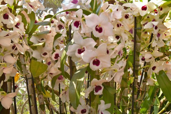Prefeitura de Cuiab | Festival de Orqudeas e Rosas do Deserto no Shopping Orla ganha mais um dia e vai at domingo