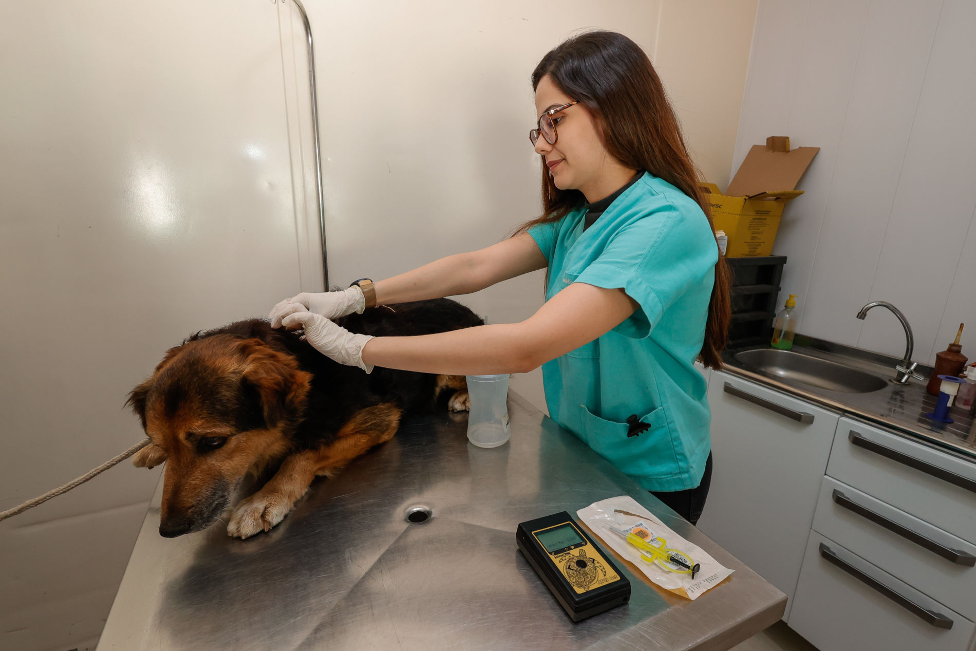 Após aprovação da lei, quase mil animais já estão microchipados em Jundiaí
