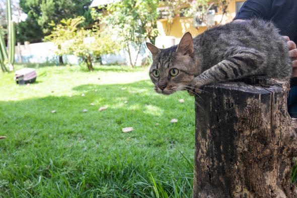 Prefeitura de Cuiab | Bem-Estar Animal contabilizou mais de 1,2 mil atendimentos em sete meses