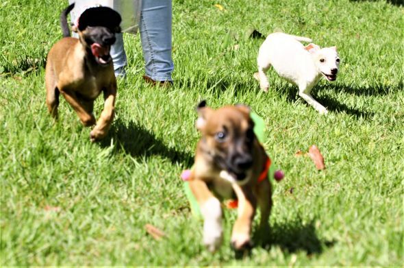 Prefeitura de Cuiab | Mais de 50 fofuras estaro disponveis para adoo no Parque Tia Nair no sbado, dia 26