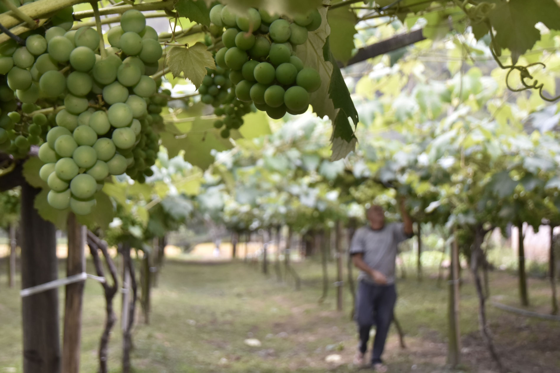 Programa Municipal de Apoio ao Agronegócio (PROAJ) entra na última semana de inscrições