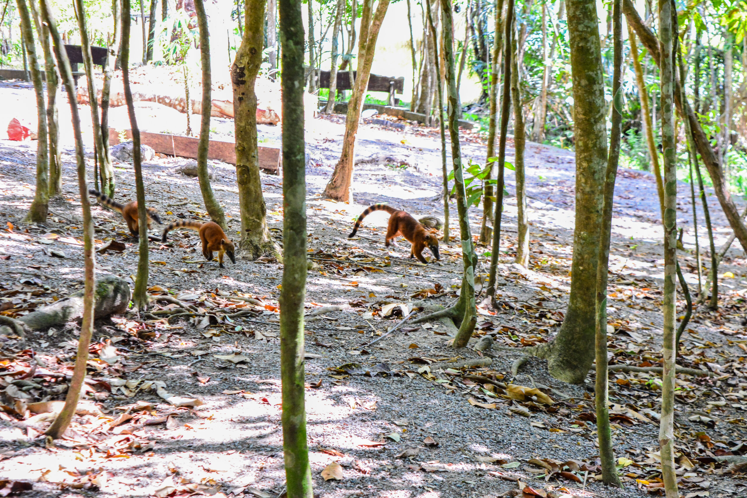 Bioparque preserva maior espaço urbano de área verde no Amapá e abriga 3 biomas – Prefeitura Municipal de Macapá