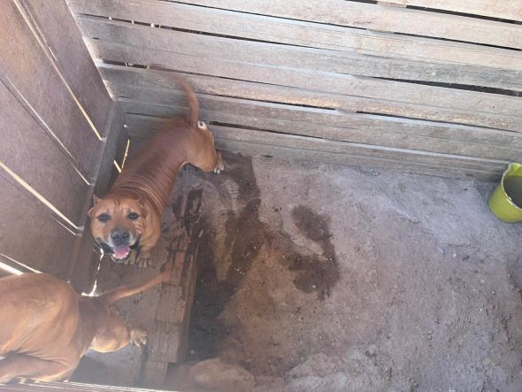 Prefeitura de Cuiab | Bem-Estar Animal, Dema e Ordem Pblica fecham canil clandestino e resgatam doze ces vtimas de maus-tratos