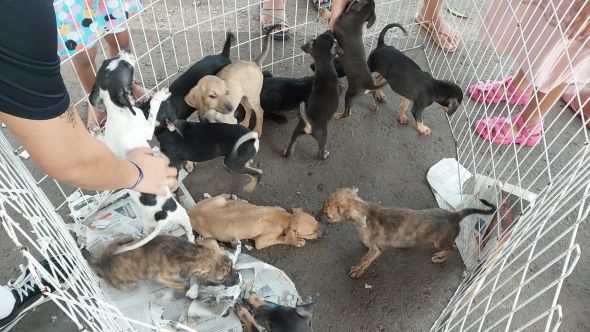 Prefeitura de Cuiab | Feira de Adoo contar com 10 filhotes de ces e gatos no Mercado do Porto