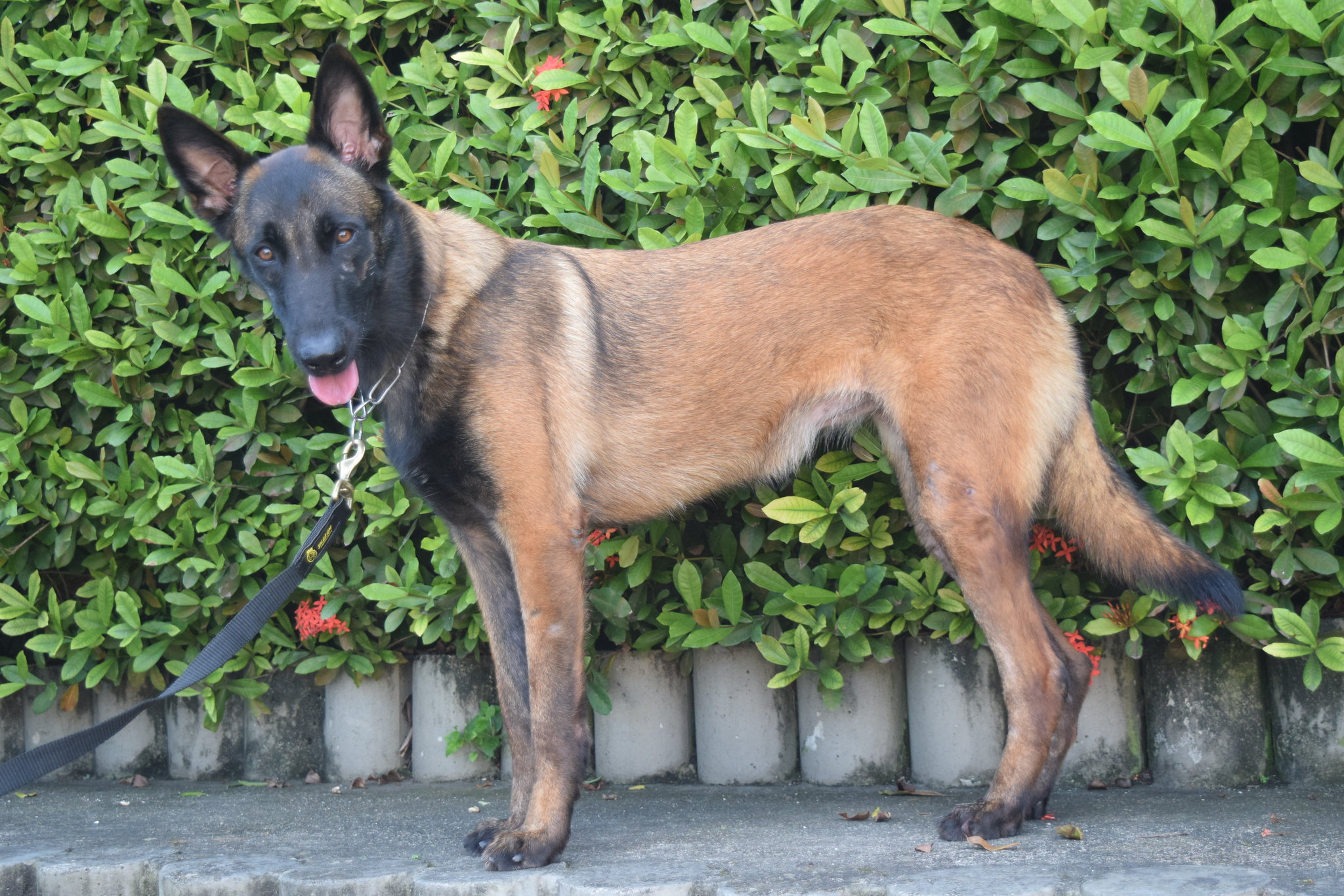 Cães da Guarda Municipal procuram um novo lar para chamar de seu  - Prefeitura da Cidade do Rio de Janeiro