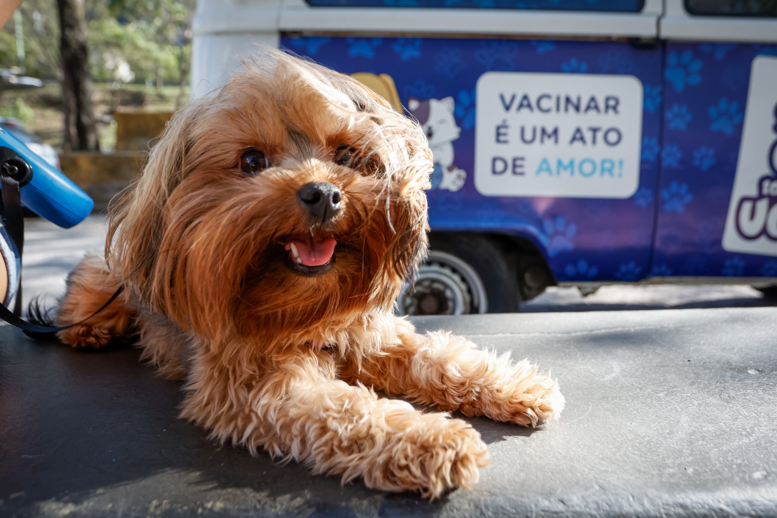 Campanha antirrábica vacina 119 mil animais na Zona Oeste - Prefeitura da Cidade do Rio de Janeiro